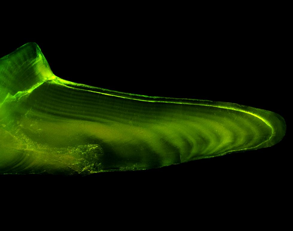 Otolith - Anna Lewis